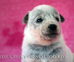 GEESE CREEK'S FRENCH TOO KISS